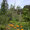 Trichterwinden und Ringelblumen im Gemüsebeet