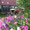 Sommerastern