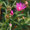 Mittagsblume
