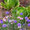 Chinakohl mit Kornblumen