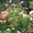 Cosmeen und Dahlien