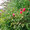 Rosen und Sommerflieder