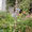 clematis Prince Charles im 1.Jahr