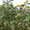 Sonnenblumen und Trichterwinden