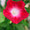 rote Trichterwinde