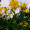 Rudbeckia