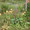 Stauden am Rand vom Gemüsegarten