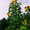 Sonnenblumen