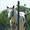 Cavallo Argentino Criollo - Appennino Horse Trekking