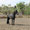 Murgese - Appennino Horse Trekking