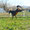 Appennino Horse Trekking