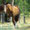 Cavallo Aregnino - Appennino Horse Trekking