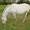 Fattrice Appaloosa - Appennino Horse Trekking