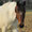 Cavallo Argentino Criollo - Appennino Horse Trekking