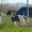 Cavallo Argentino - Appennino Horse Trekking