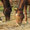 Cavalli al pascolo - Appennino Horse Trekking