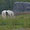 Cavallo Argentino Criollo - Appennino Horse Trekking