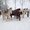 Cavalli nella neve - Appennino Horse Trekking