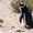 magellanic penguin