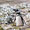 magellanic penguin