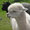 17.5. Alpakas in Solva