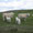 12.5. Als Fremder unter Schafen. Zwischen Dylife und Llyn Clywedog