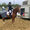 Romy Wieprecht mit JES Doro´s Darling
