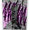 "DEAD OR ALIVE" (BLACK & VIOLET)