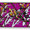 "FITIS" (PURPLE) Oil, spraypaint, acrylic and ink on wooden panel with frame - 120x45x3.5cm