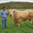 Blonde d'Aquitaine - Ferme Gardelly - 40500 Fargues