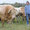 Blonde d'Aquitaine - Ferme Gardelly - 40500 Fargues