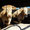 Blonde d'Aquitaine - Ferme Gardelly - 40500 Fargues