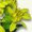 Solidago virgaurea (Vara de oro) - Plantas que curan