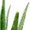 Aloe Vera - remedios naturales