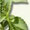 Stevia rebaudiana - Remedios con plantas