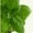 Albahaca planta medicinal