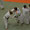 KODOKAN