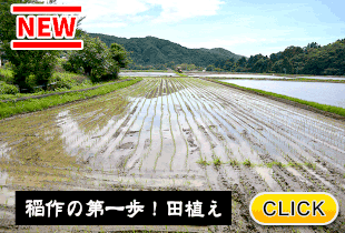 2026/7/13  稲作の第一歩！田植え