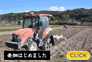 2025/12/10 麦畑はじめました