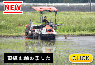 2025/7/8 田植え始めました