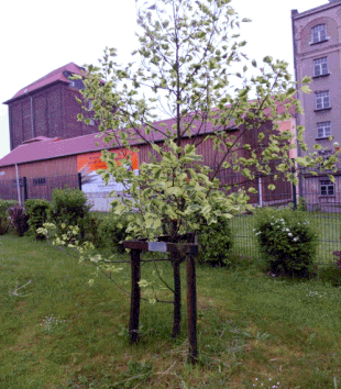 Tulpenbaum auf dem Mühlenplatz in Wünschendorf an der Elter