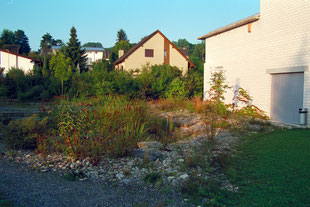 Retentionsfläche, Steingarten, Dachwasser, Reinigungspflanzen