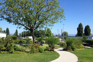 Sitzplatz im Garten, Baum, Stauden, Gräser, Rasen