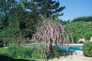 Staudenpflanzung, Pool im Garten,