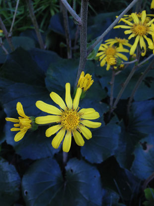 ツワブキの花は菊の花ににている