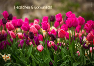 Glückwunschkarten, Geburtstagskarten, Fotokarten, Schweiz bestellen, A5, Tulpen, Frühling, Glückwunschkarte mit Tulpen