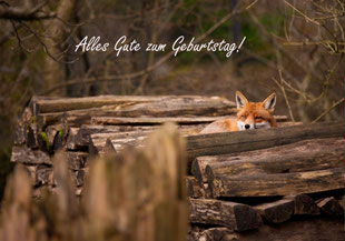 Glückwunschkarten, Geburtstagskarten, Fotokarten, Schweiz bestellen, A5, Geburtstagskarte mit Fuchs, Fuchs, Glückwunschkarte mit Fuchs, Füchslein