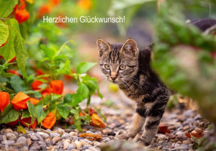 Glückwunschkarten, Geburtstagskarten, Fotokarten, Schweiz bestellen, A5, Kätzchen, Büsi, Katze, Geburtstagskarte mit Katze