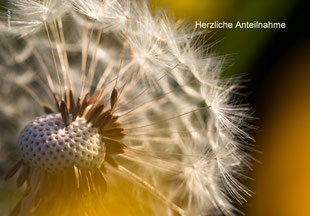 Trauerkarten, Trauerkarte, Beileidskarte, Gedenkkarte, Rosen, Pusteblumen, Pusteblume, verblühter Löwenzahn, Frühling, Trauerkarte Frühling