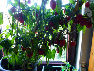 Baumchili reift weiter auf der Fensterbank